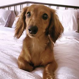 Lady - Dachshund