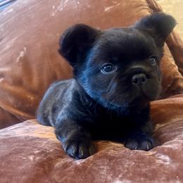 Girl 1 - Brindle female French Bulldog puppy in Las Cruces, New Mexico from EG Bullies
