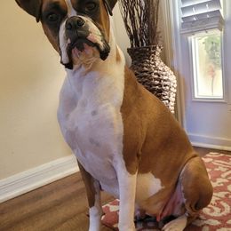 Boxers from DD Boxer puppies of Florida