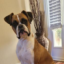 Boxers from DD Boxer puppies of Florida
