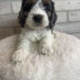 Cypress - Merle male Cockapoo puppy in Mississippi from Ewing Acres