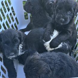 Portuguese Water Dog puppies from Keehn-Country Porties