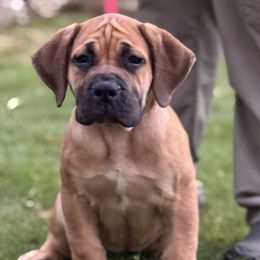 Yellow collar - Brown female Boerboel puppy in Prattville, Alabama from Indian Ridge Boerboels