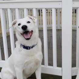 Poodles from Story Brook Kennels