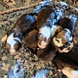 Pembroke Welsh Corgi puppies from Fuzzbutt Farms LLC