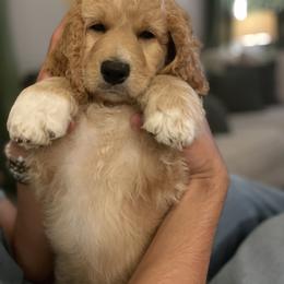 Goldendoodle Puppies from Teddy Grace Doodles