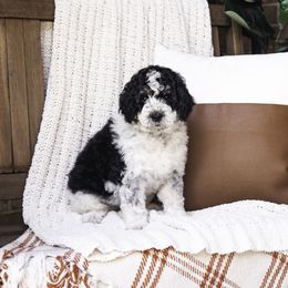 Pink Collar Girl - Black and white Bernedoodle puppy in Hebron, Indiana from Duneland Doodles