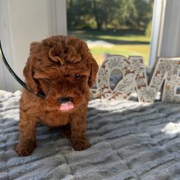 Brielle - Red  female Goldendoodle puppy in Frederick, Maryland from Honey Blossom Doodles