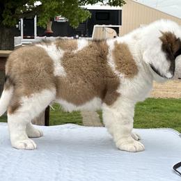 Saint Bernards from Shoen Saint Bernards