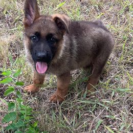 German Shepherd Puppies from Beacham German Shepherds