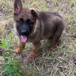 German Shepherd Puppies from Beacham German Shepherds