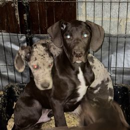 Boy 2 - Chocolate male Great Dane puppy in Mount Pocono, Pennsylvania from Pocono Mountain Great Danes