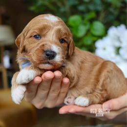 Axel - Red  male Goldendoodle puppy in Salado, Texas from Red Ranch Dogs