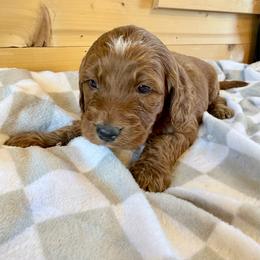 Girl 4 - Red female Irish Doodle puppy in Bloomfield, Iowa from Schooley Doodles