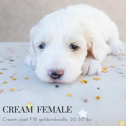 Aussiedoodle and Goldendoodle Puppies from Ever After Doodles Arizona