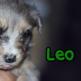 Leo - Blue merle Aussiedoodle puppy in Stockton, California from Family Doodles