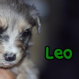 Leo - Blue merle Aussiedoodle puppy in Stockton, California from Family Doodles