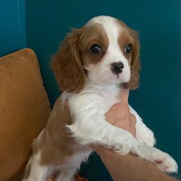 Daphne - Blenheim female Cavalier King Charles Spaniel puppy in Fort White, Florida from Animal Encore’s Cavalier King Charles Spaniels