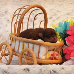 Firefly - Red female Havanese puppy in Salt Lake City, Utah from Steal Your Heart Havanese