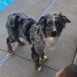 Rocket - Australian Shepherd