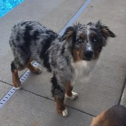 Rocket - Australian Shepherd