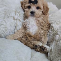 Nellie - Apricot female Maltipoo puppy in Washington from Mt.BakerPoodles&Doodles