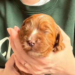 Radish - Red female Cavapoo puppy in Kalamazoo, Michigan from Sleeping Bear Kennels
