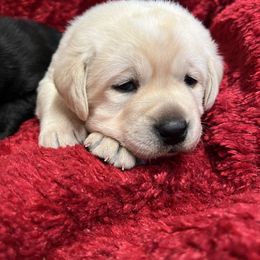 Yellow Girl - Yellow female Labrador Retriever puppy in Beaverdam, Virginia from Gold Heart Labradors