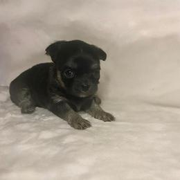 Renn - Black and tan female Chihuahua puppy in Royal Center, Indiana from Marvelous Chihuahuas