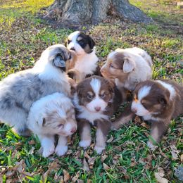 Australian Shepherd Puppies from Briggs Aussies