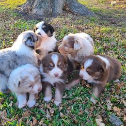 Australian Shepherd Puppies from Briggs Aussies