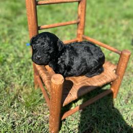 Amos - Black male Poodle puppy in Ardmore, Oklahoma from The Poodles of Green Acres