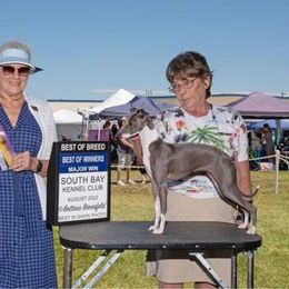 Tsunami - Italian Greyhound