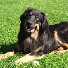 Hovawarts from Helderberg Hovawarts