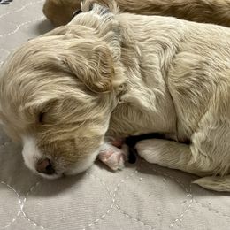 Goldendoodle Puppies from Kings Royal Mini Doodles by King Farms