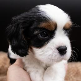 Uno - Tri-color male Cavalier King Charles Spaniel puppy in Hendersonville, North Carolina from Grayfinn House