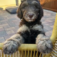 Bernedoodle, Goldendoodle, and Golden Mountain Doodle Puppies from Sonoran Standard Doodles