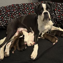 Boxer puppies from Bowers Boxers