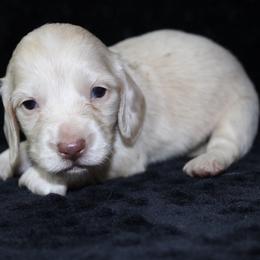 Hallow - Cream female Dachshund puppy in Powderly, Texas from Kuttin’ Up Mini Aussies