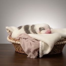 White collar girl - Merle female Sheepadoodle puppy in Mesa, Arizona from Desert Sheepies and Doodles