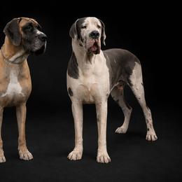 Great Dane puppies from Bluestone Valley Great Danes