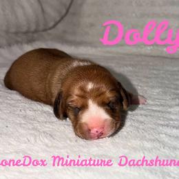 Dolly - Red female Dachshund puppy in Noble, Oklahoma from Marissa's Dachshunds (BooneDox Mini Dachshunds)