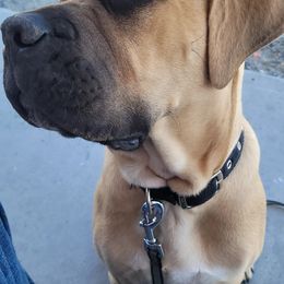 Cane Corso All Grown Up from La Muerte Corso Kennel