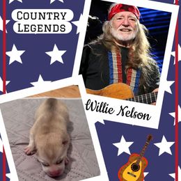 Willie Nelson - Lavender male Pomsky puppy in Venus, Pennsylvania from Hemlock Pines Pomsky
