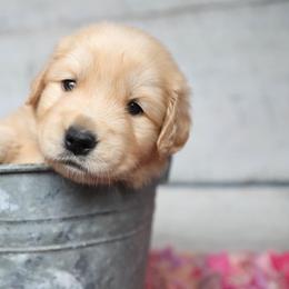 Golden Retriever and Labrador Retriever Puppies from Dublin Rise