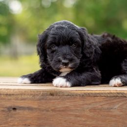 Aussiedoodle, Bordoodle, Goldendoodle, and Sheepadoodle Puppies from Crooked Creek Doodles and Poodles