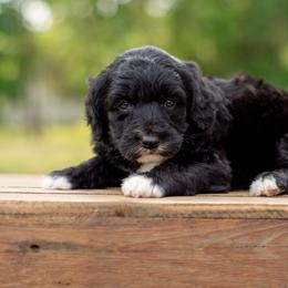 Aussiedoodle, Bordoodle, Goldendoodle, and Sheepadoodle Puppies from Crooked Creek Doodles and Poodles