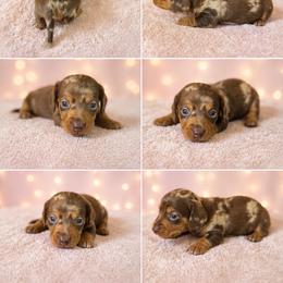 Maple - Dapple female Dachshund puppy in Glen St Mary, Florida from Little Pawz, LLC
