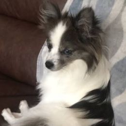 Beya - Pomeranian