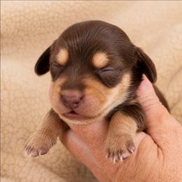 Peanut's Female - Chocolate and cream female Dachshund puppy in Trade, Tennessee from TN Miniature Dachshunds & Basset Hounds